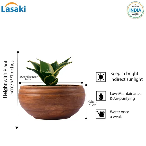 Sansevieria_Golden_Hahnii_Snake_Plant_Air_Purifying_With_Bowl_Small_Ceramic_Pot_(Antique)