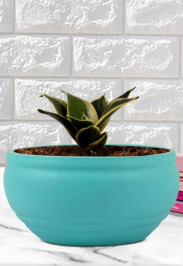 Sansevieria_Golden_Hahnii_Snake_Plant_Air_Purifying_With_Bowl_Small_Ceramic_Pot_(Aqua)