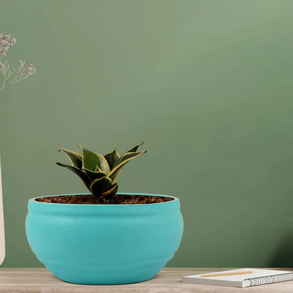 Sansevieria_Golden_Hahnii_Snake_Plant_Air_Purifying_With_Bowl_Small_Ceramic_Pot_(Aqua)