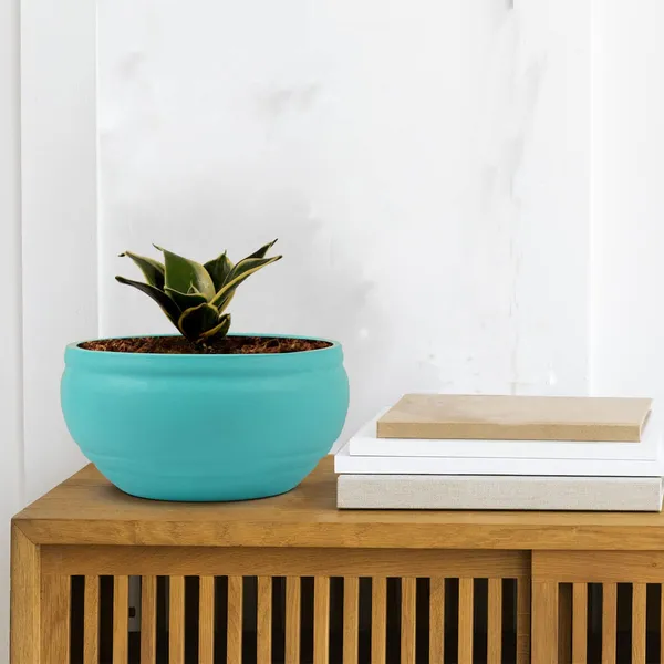 Sansevieria_Golden_Hahnii_Snake_Plant_Air_Purifying_With_Bowl_Small_Ceramic_Pot_(Aqua)