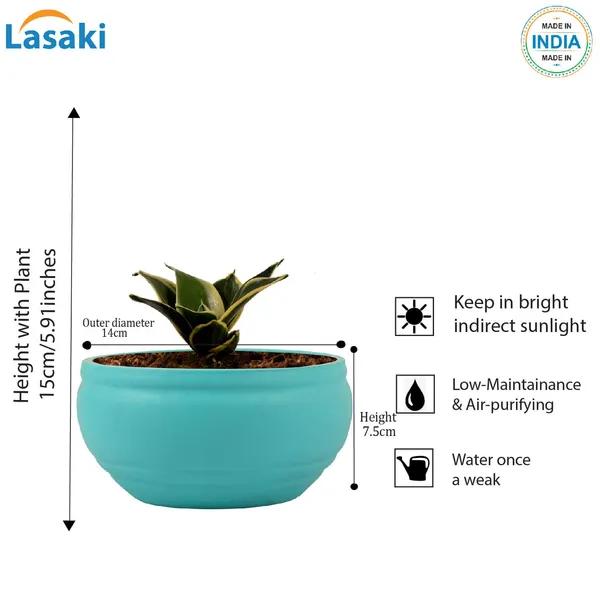 Sansevieria_Golden_Hahnii_Snake_Plant_Air_Purifying_With_Bowl_Small_Ceramic_Pot_(Aqua)