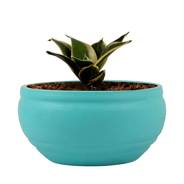 Sansevieria_Golden_Hahnii_Snake_Plant_Air_Purifying_With_Bowl_Small_Ceramic_Pot_(Aqua)