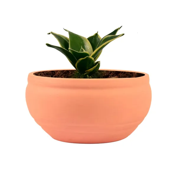 Sansevieria_Golden_Hahnii_Snake_Plant_Air_Purifying_With_Bowl_Small_Ceramic_Pot_(Pink)