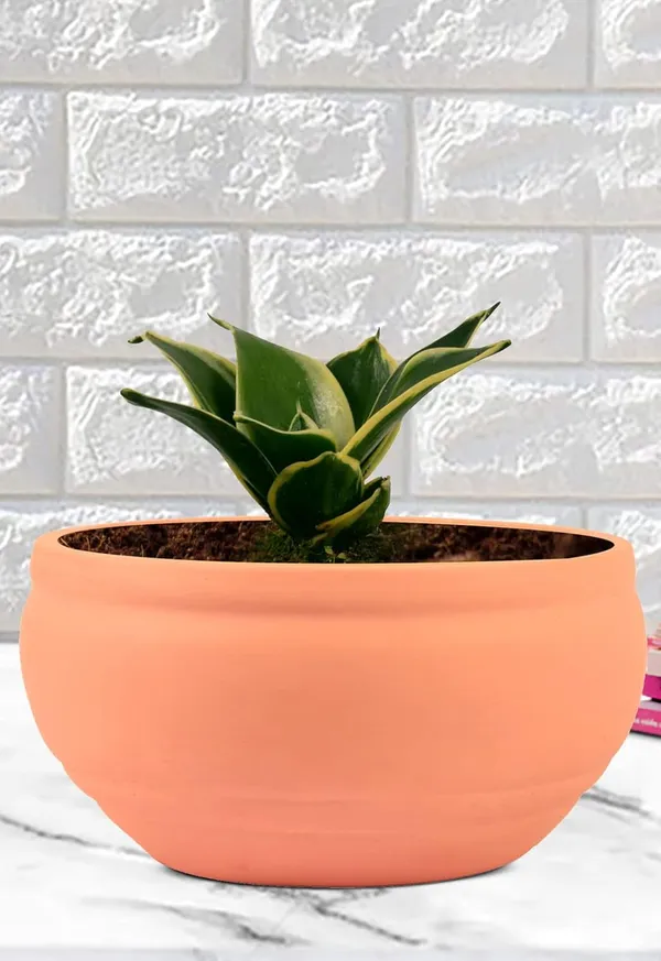 Sansevieria_Golden_Hahnii_Snake_Plant_Air_Purifying_With_Bowl_Small_Ceramic_Pot_(Pink)