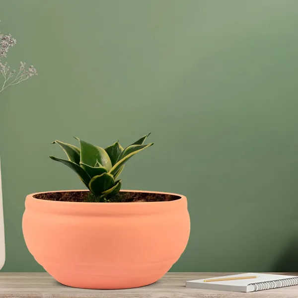 Sansevieria_Golden_Hahnii_Snake_Plant_Air_Purifying_With_Bowl_Small_Ceramic_Pot_(Pink)