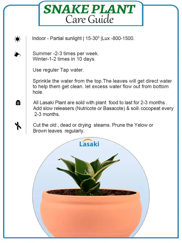 Sansevieria_Golden_Hahnii_Snake_Plant_Air_Purifying_With_Bowl_Small_Ceramic_Pot_(Pink)