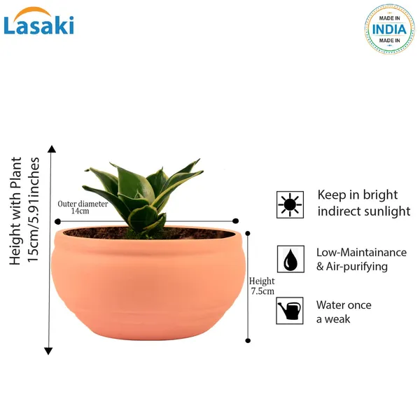 Sansevieria_Golden_Hahnii_Snake_Plant_Air_Purifying_With_Bowl_Small_Ceramic_Pot_(Pink)