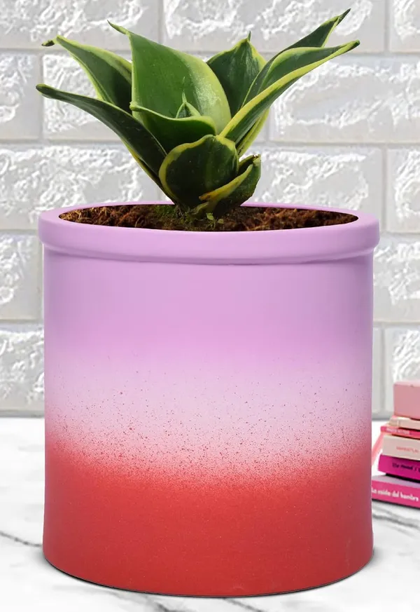 Sansevieria_Golden_Hahnii_Snake_Plant_Air_Purifying_With_Ceramic_Pot_(Gloria_3T_Pwr)