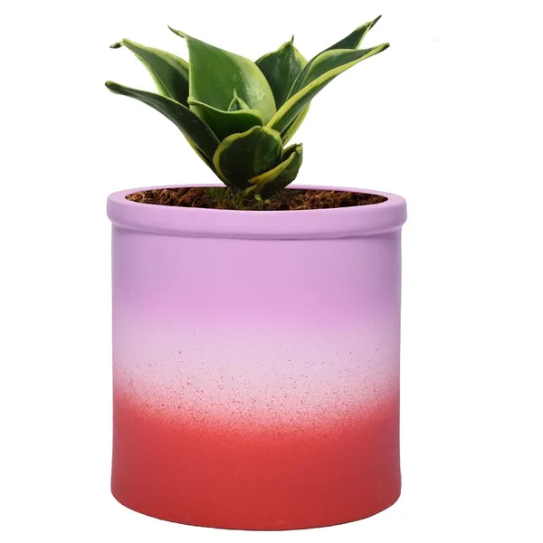 Sansevieria_Golden_Hahnii_Snake_Plant_Air_Purifying_With_Ceramic_Pot_(Gloria_3T_Pwr)