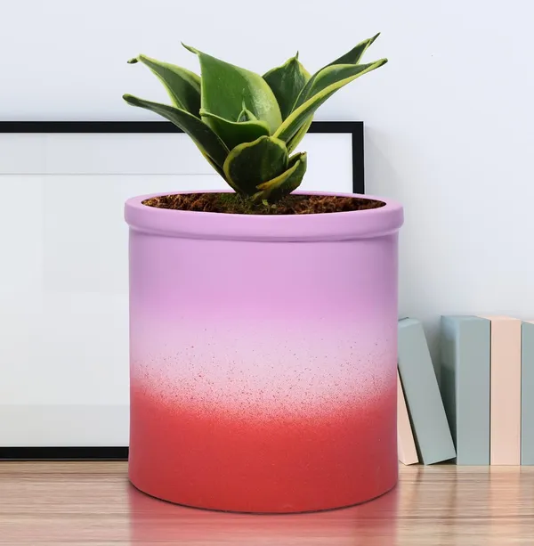Sansevieria_Golden_Hahnii_Snake_Plant_Air_Purifying_With_Ceramic_Pot_(Gloria_3T_Pwr)