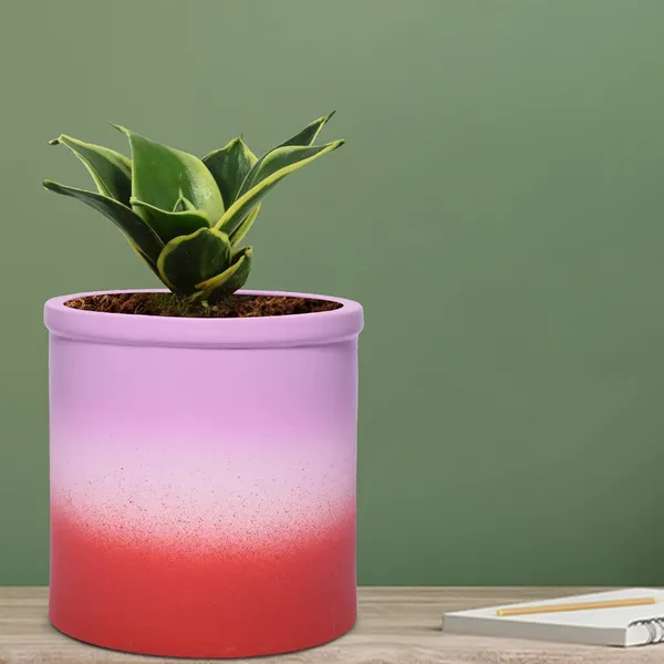 Sansevieria_Golden_Hahnii_Snake_Plant_Air_Purifying_With_Ceramic_Pot_(Gloria_3T_Pwr)