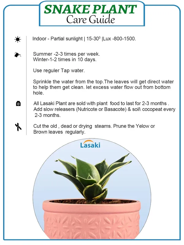 Sansevieria_Golden_Hahnii_Snake_Plant_Air_Purifying_With_Ceramic_Pot_(Gloria_3T_Pwr)