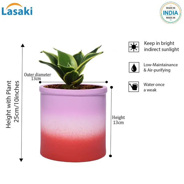Sansevieria_Golden_Hahnii_Snake_Plant_Air_Purifying_With_Ceramic_Pot_(Gloria_3T_Pwr)