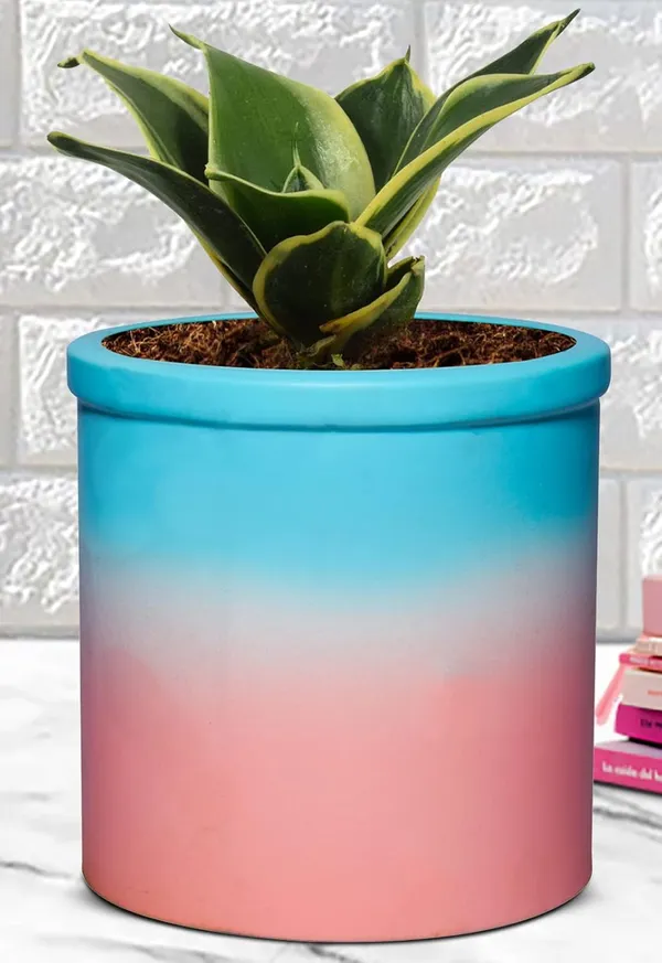 Sansevieria_Golden_Hahnii_Snake_Plant_Air_Purifying_With_Ceramic_Pot_(Gloria_Awp)