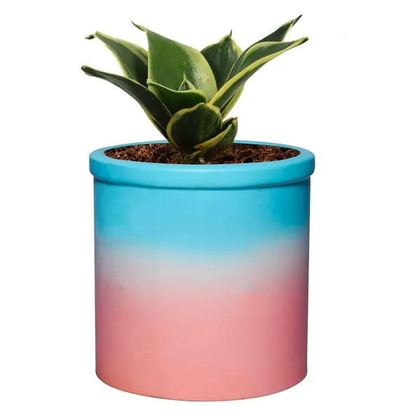 Sansevieria_Golden_Hahnii_Snake_Plant_Air_Purifying_With_Ceramic_Pot_(Gloria_Awp)