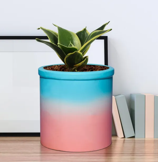 Sansevieria_Golden_Hahnii_Snake_Plant_Air_Purifying_With_Ceramic_Pot_(Gloria_Awp)
