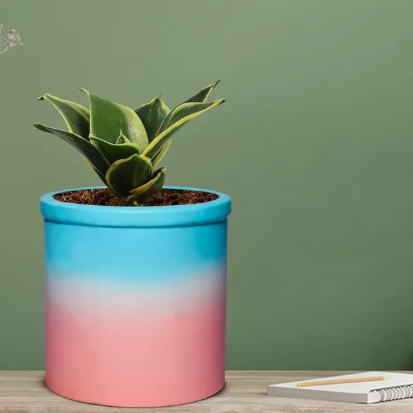 Sansevieria_Golden_Hahnii_Snake_Plant_Air_Purifying_With_Ceramic_Pot_(Gloria_Awp)