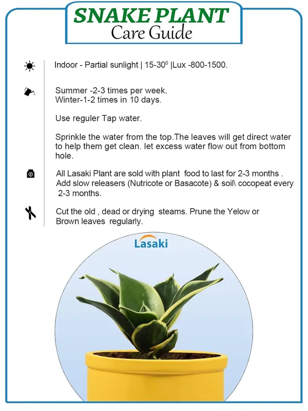 Sansevieria_Golden_Hahnii_Snake_Plant_Air_Purifying_With_Ceramic_Pot_(Gloria_Awp)