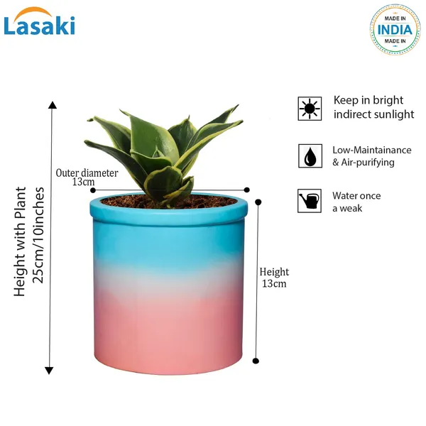 Sansevieria_Golden_Hahnii_Snake_Plant_Air_Purifying_With_Ceramic_Pot_(Gloria_Awp)