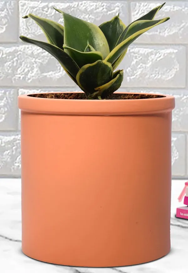Sansevieria_Golden_Hahnii_Snake_Plant_Air_Purifying_With_Ceramic_Pot_(Gloria_Ginger)