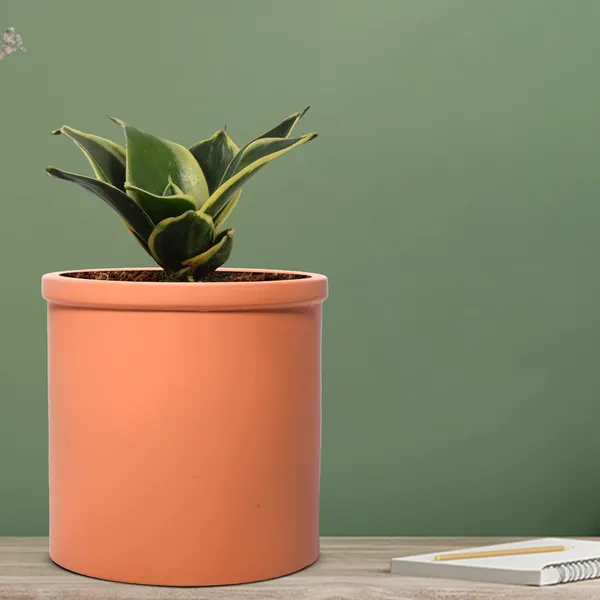 Sansevieria_Golden_Hahnii_Snake_Plant_Air_Purifying_With_Ceramic_Pot_(Gloria_Ginger)