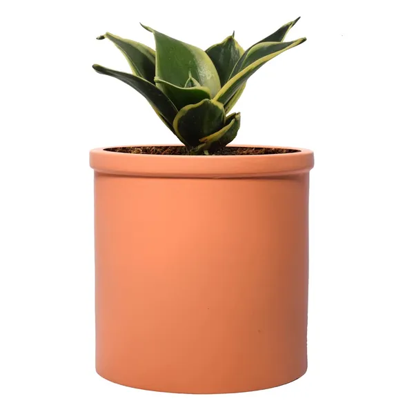 Sansevieria_Golden_Hahnii_Snake_Plant_Air_Purifying_With_Ceramic_Pot_(Gloria_Ginger)