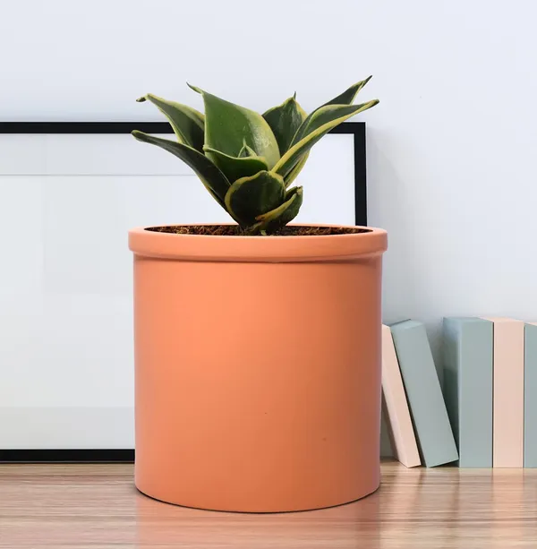 Sansevieria_Golden_Hahnii_Snake_Plant_Air_Purifying_With_Ceramic_Pot_(Gloria_Ginger)