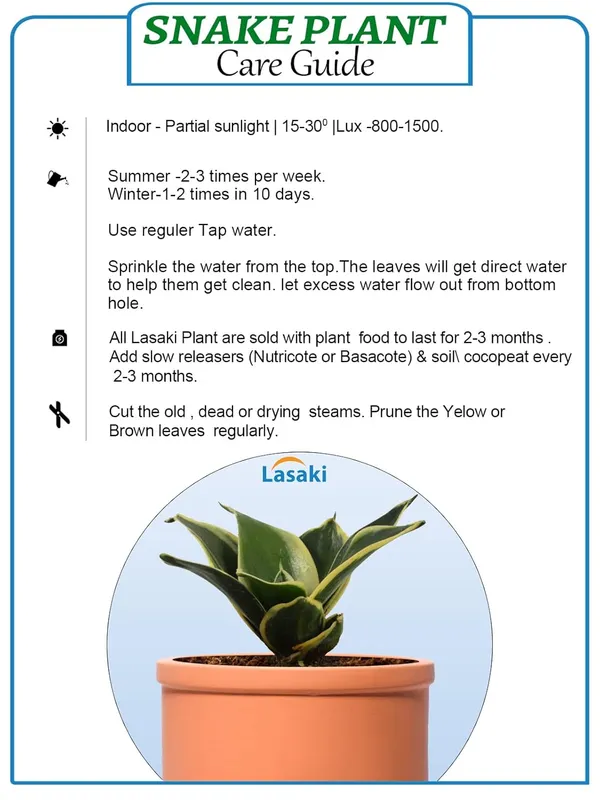 Sansevieria_Golden_Hahnii_Snake_Plant_Air_Purifying_With_Ceramic_Pot_(Gloria_Ginger)