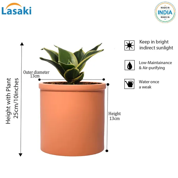 Sansevieria_Golden_Hahnii_Snake_Plant_Air_Purifying_With_Ceramic_Pot_(Gloria_Ginger)