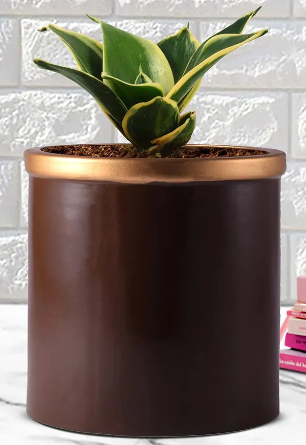 Sansevieria_Golden_Hahnii_Snake_Plant_Air_Purifying_With_Ceramic_Pot_(Gloria_Golden_Truffle)