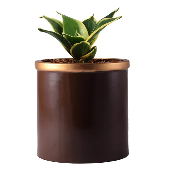 Sansevieria_Golden_Hahnii_Snake_Plant_Air_Purifying_With_Ceramic_Pot_(Gloria_Golden_Truffle)