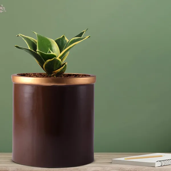 Sansevieria_Golden_Hahnii_Snake_Plant_Air_Purifying_With_Ceramic_Pot_(Gloria_Golden_Truffle)