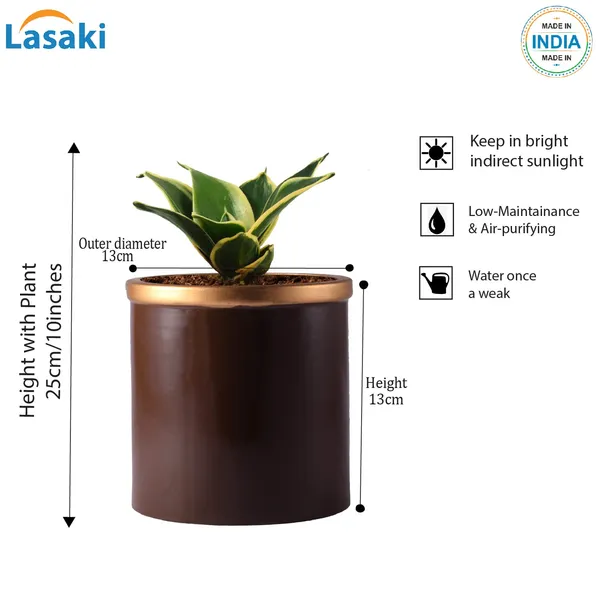 Sansevieria_Golden_Hahnii_Snake_Plant_Air_Purifying_With_Ceramic_Pot_(Gloria_Golden_Truffle)