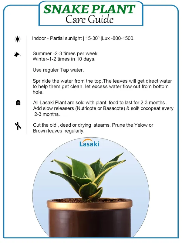 Sansevieria_Golden_Hahnii_Snake_Plant_Air_Purifying_With_Ceramic_Pot_(Gloria_Golden_Truffle)