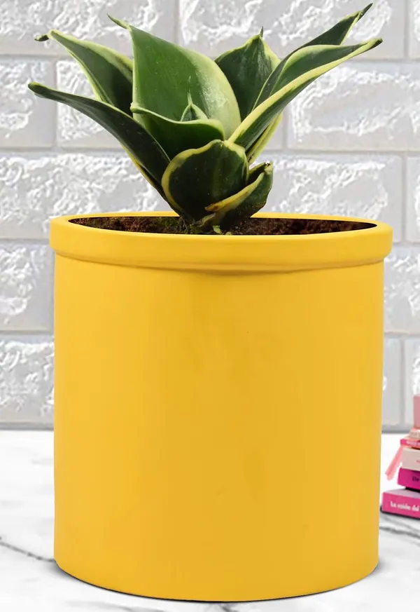 Sansevieria_Golden_Hahnii_Snake_Plant_Air_Purifying_With_Ceramic_Pot_(Gloria_Safrron)