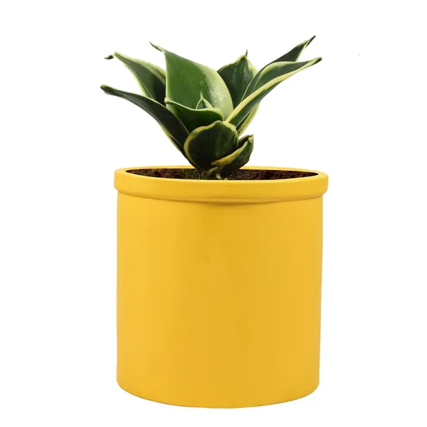 Sansevieria_Golden_Hahnii_Snake_Plant_Air_Purifying_With_Ceramic_Pot_(Gloria_Safrron)