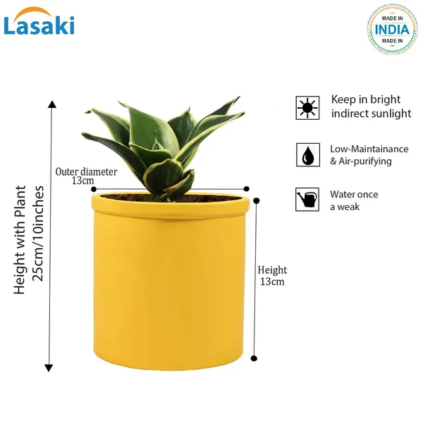 Sansevieria_Golden_Hahnii_Snake_Plant_Air_Purifying_With_Ceramic_Pot_(Gloria_Safrron)