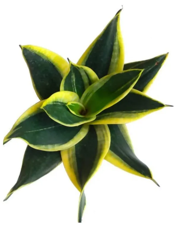 Sansevieria_Golden_Hahnii_Snake_Plant_Air_Purifying_With_Ceramic_Pot_(Gloria_Safrron)