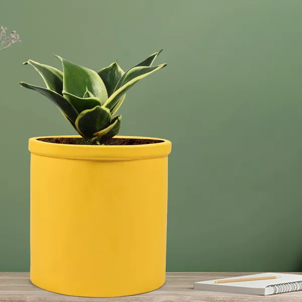 Sansevieria_Golden_Hahnii_Snake_Plant_Air_Purifying_With_Ceramic_Pot_(Gloria_Safrron)