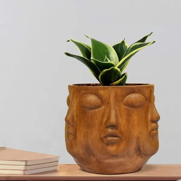 Sansevieria_Golden_Hahnii_Snake_Plant_Air_Purifying_With_Ceramic_Pot_(Vivan_Antique)