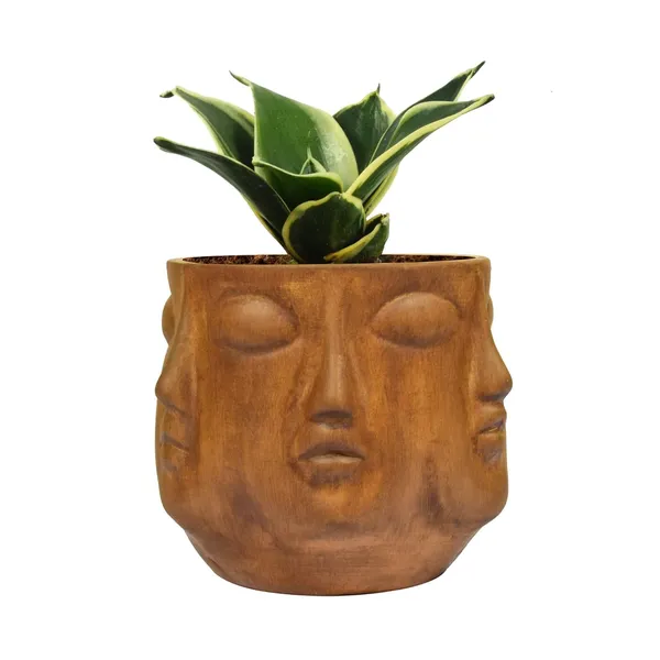 Sansevieria_Golden_Hahnii_Snake_Plant_Air_Purifying_With_Ceramic_Pot_(Vivan_Antique)