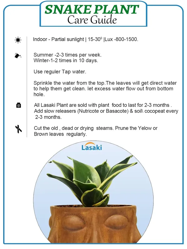 Sansevieria_Golden_Hahnii_Snake_Plant_Air_Purifying_With_Ceramic_Pot_(Vivan_Antique)
