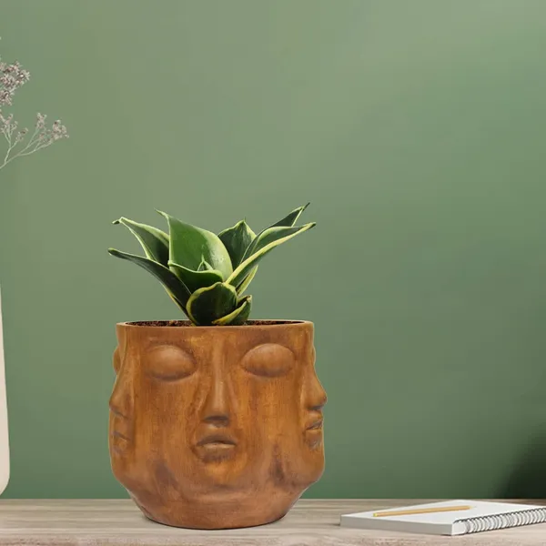 Sansevieria_Golden_Hahnii_Snake_Plant_Air_Purifying_With_Ceramic_Pot_(Vivan_Antique)