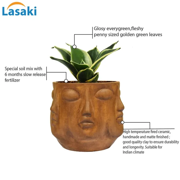 Sansevieria_Golden_Hahnii_Snake_Plant_Air_Purifying_With_Ceramic_Pot_(Vivan_Antique)