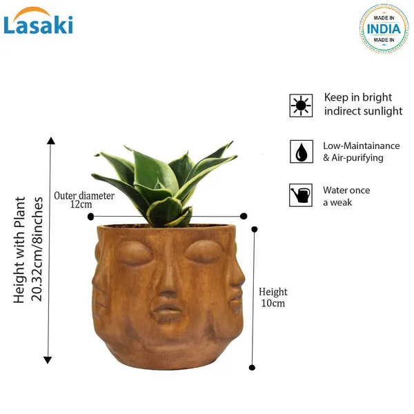 Sansevieria_Golden_Hahnii_Snake_Plant_Air_Purifying_With_Ceramic_Pot_(Vivan_Antique)
