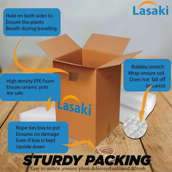 Sansevieria_Golden_Hahnii_Snake_Plant_Air_Purifying_With_Ceramic_Pot_(Vivan_Antique)