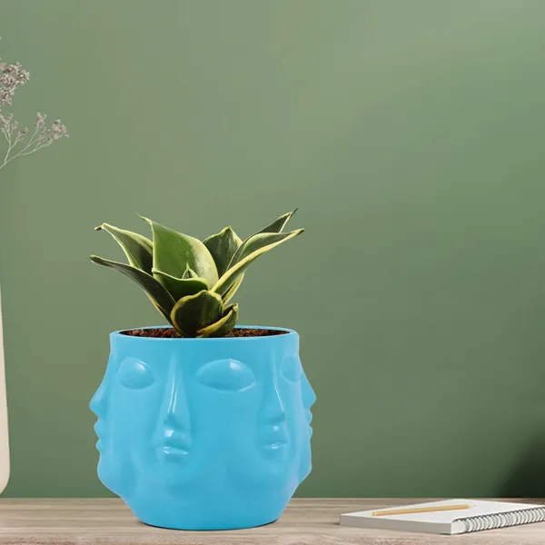 Sansevieria_Golden_Hahnii_Snake_Plant_Air_Purifying_With_Ceramic_Pot_(Vivan_Aqua)