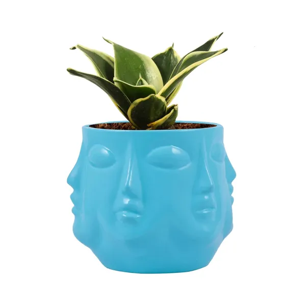Sansevieria_Golden_Hahnii_Snake_Plant_Air_Purifying_With_Ceramic_Pot_(Vivan_Aqua)