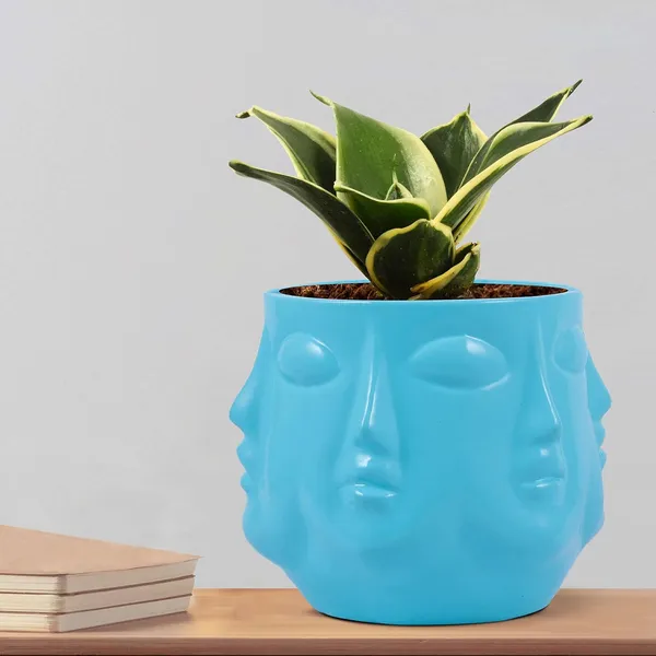 Sansevieria_Golden_Hahnii_Snake_Plant_Air_Purifying_With_Ceramic_Pot_(Vivan_Aqua)