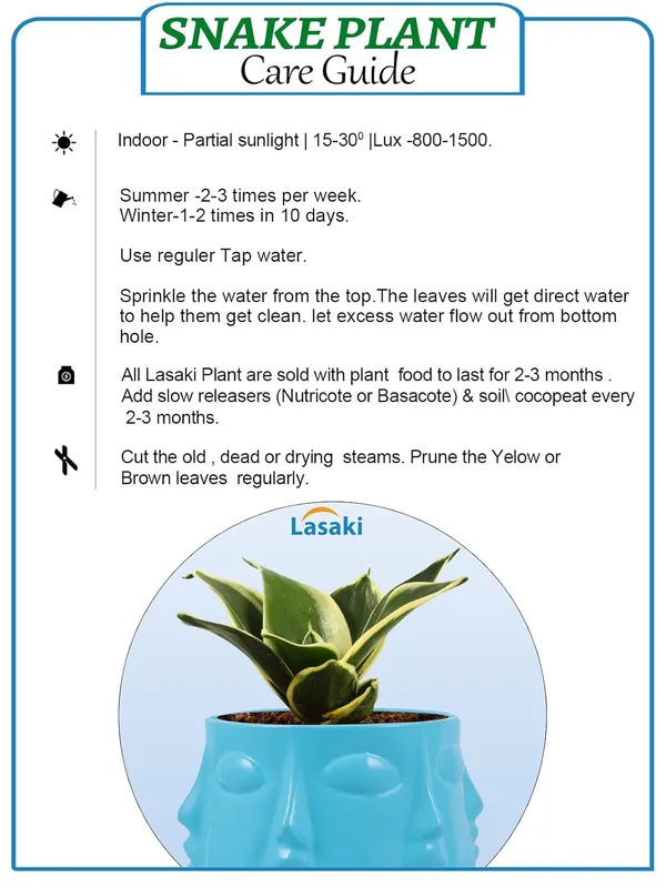 Sansevieria_Golden_Hahnii_Snake_Plant_Air_Purifying_With_Ceramic_Pot_(Vivan_Aqua)